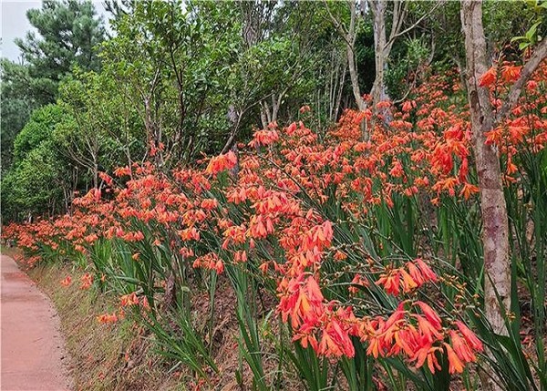 신안군, 주홍색 ‘Crocosmia 여름꽃 랜선 축제’ 7월 개최(애기범부채 꽃)/Ⓒ 신안군청