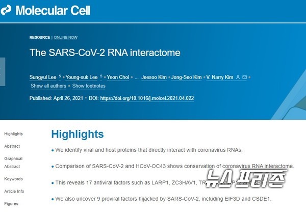 코로나바이러스 RNA에 직접 결합하여 증식을 제어하는 단백질들을 발견한 기초과학연구원(IBS) RNA 연구단(김빛내리 단장, 서울대 생명과학부 교수) 연구는 코로나바이러스 RNA에 직접 결합하여 증식을 제어하는 단백질들을 발견했다./ⓒ몰리큘러 셀·IBS
