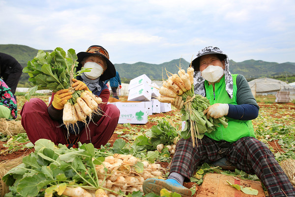 "요것이 맛이 아삭아삭한 서산 황토 총각무유" 30일 충남 서산시 고북면 초록리에서 농민이 갓 수확한 황토 총각무를 들어보이고 있다./ⓒ서산시청