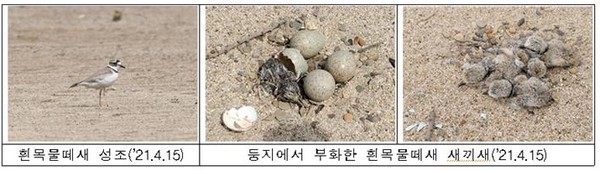 합천창녕보 상류 모래톱에서 번식중인 멸종위기 2급 흰목물떼새 낙동강유역환경청