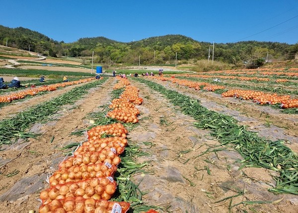 무안군, 조생양파 수급안정 위한 시장격리 실시/Ⓒ무안군청 제공