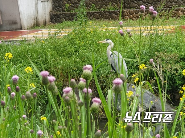 서울 청계천 두루미 모습