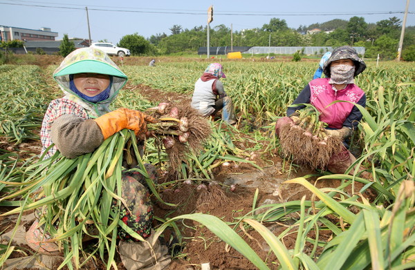 [서산,태안=뉴스프리존] 박상록 기자= "요것이 씨알 굵은 대서마늘 유" 충남 서산,태안지역에서는 요즘 육질이 단단하고 수분이 풍부해 주로 장아찌용으로 많이 사용하는 '대서마늘(난지형)' 수확이 시작됐다. 25일 충남 태안군 태안읍 평천리의 한 농가에서 농민이 갖 수확한  대서마늘을 들어보이고 있다./ⓒ태안군청