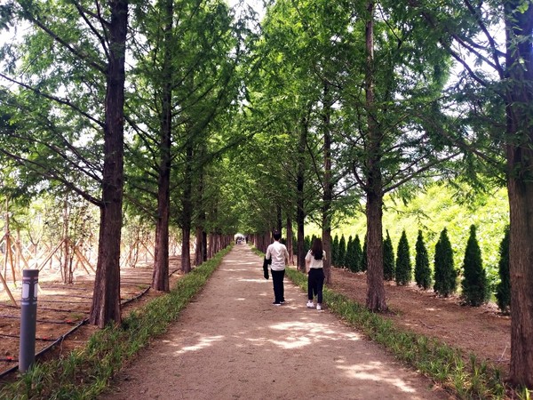 언하공단 미세먼지 차단 숲/Ⓒ영천시