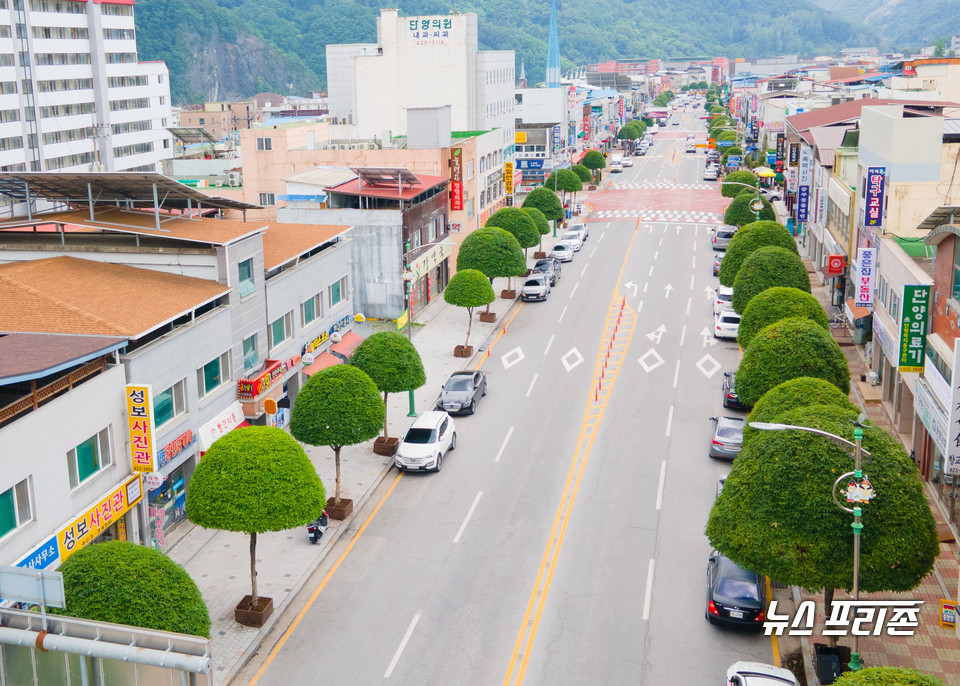 단양읍 도심 가로수 모습.(사진제공=단양군)