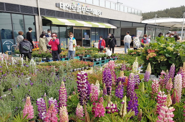 8일 태안 로컬푸드 직매장 내 꽃시장을 찾은 관광객들이 매장에 전시된 화훼류를 살펴보고 있다./ⓒ태안군청