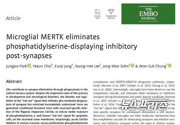 억제성 시냅스가 미세아교세포에 의해 제거되는 분자 기전을 처음으로 규명 카이스트 정원석 교수팀 연구는 국제학술지 엠보저널(EMBO Journal)에 공개했다./ⓒ엠보저널·카이스트 정원석 교수팀