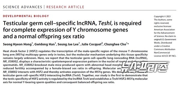 정소에서만 생성되는 특이한 비암호화 리보핵산(RNA)이 Y염색체를 가진 정자의 기능을 도와 출생성비 균형에 관여함을 규명한 광주과기원 조정희 교수팀 연구는 국제학술지 사이언스 어드밴시스(Science Advances)에 6월 9일 게재됐다./ⓒ사이언스 어드밴시스·광주과기원 조정희 교수팀