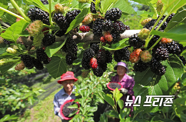 산청군 시천면 성한길 공윤순 부부 오디 수확 ⓒ 뉴스프리존