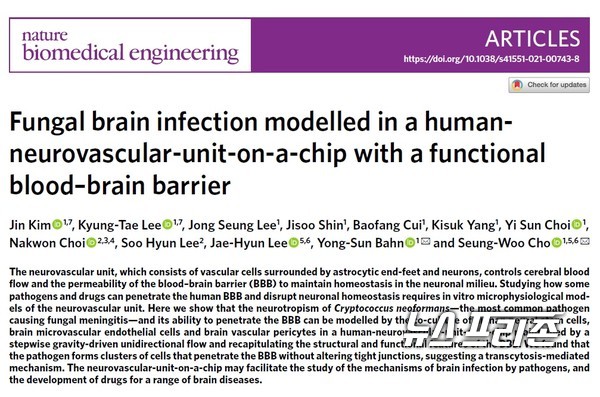 혈뇌장벽의 구조와 기능적 특징을 모사한 인공 혈뇌장벽 칩을 설계한 연세대 조승우·반용선 교수팀 연구는 의생명공학 분야 국제학술지 네이처 바이오메디컬 엔지니어링(Nature Biomedical Engineering)에 6월 15일 게재됐다./ⓒ네이처 바이오메디컬 엔지니어링·연세대 조승우 교수팀