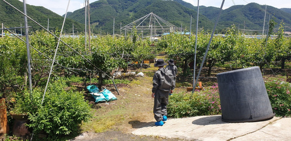 과수화상병 확산방지를 위한 유관기관 합동조사 현장./Ⓒ연천군청