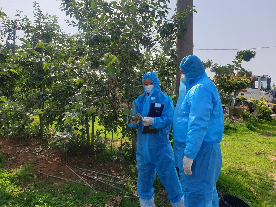 충남 당진시가 지난 달 28일 과수화상병 최초 발생 이후 전파경로 파악 및 확산방지를 위해 긴급하게 사전방제 행령명령을 발령했다./ⓒ당진시청