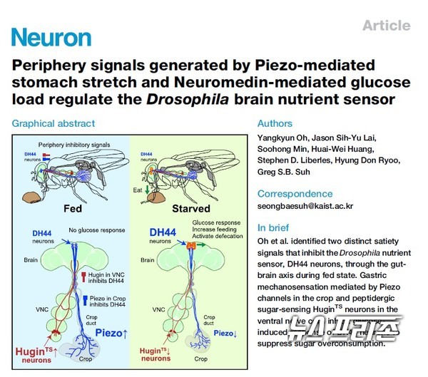 충분한 음식을 섭취한 초파리에서 특이적으로 발견되는 두 개의 독립적인 과식 억제 시스템을 최초로 발견한 카이스트 서성배 교수팀 등 국내외 연구는 국제 신경과학 전문 최고 권위 학술지 뉴런(Neuron)에 5월 19일 게재됐다./ⓒ뉴런·카이스트 서성배 교수팀