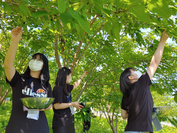 산청청소년수련관 IN산청 오디수확 체험 ⓒ산청군