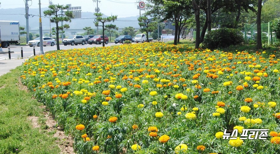 [보령=뉴스프리존]이진영 기자= 충남 보령시가 미소·친절·청결·칭찬 운동의 일환으로 여름철 쾌적한 도심환경 조성을 위해 시 직영 묘 포장에서 재배한 메리골드 27만 본을 주요사거리 녹지대와 대천해수욕장 대해로 꽃 박스에 식재해 관광객들에게 볼거리를 제공하고 있다.Ⓒ보령시청