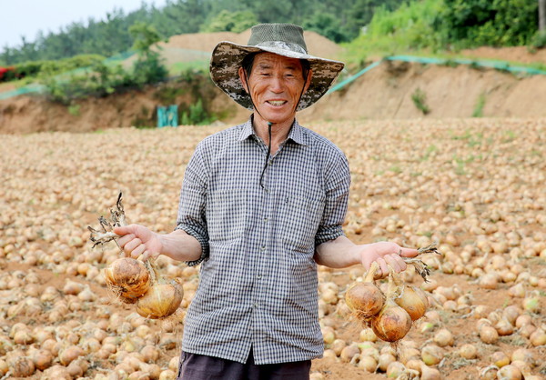 27일 태안군 태안읍 반곡리 한 양파재배 농가에서 농민이 갖 수확한 양파를 들어보이고 있다./ⓒ태안군청