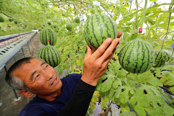 산청 신소득작물 애플수박 출하한창  ⓒ산청군