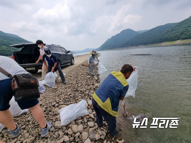 뱀장어 방류 장면.Ⓒ보령시청