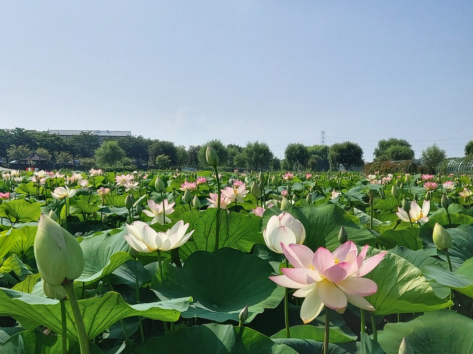 당진 합덕제 연꽃 모습./ⓒ당진시청