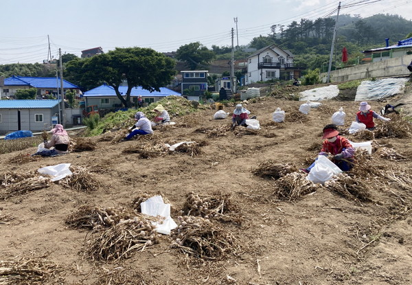 지난달 28일 마늘 종자 섬으로 유명한 가의도에서 농민들이 6쪽마늘을 선별하고 있다.