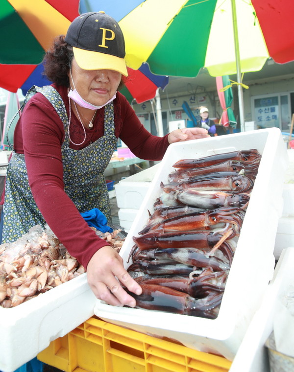 9일 태안군 근흥면 신진도 수협 위판장에서 어민이 갓 잡아 올린 오징어를 판매