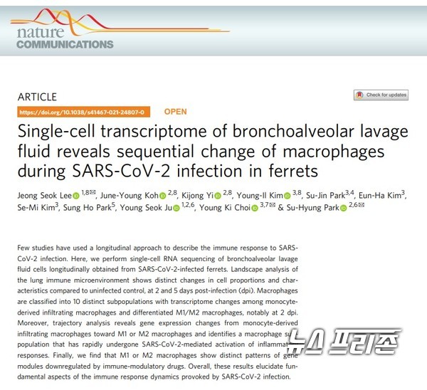 코로나19 바이러스 증식의 절정기, 그리고 회복기에 걸쳐 나타나는 면역반응의 양적·질적 변화를 규명해 폐 손상을 일으키는 특정 면역세포의 특성과 기원을 규명한 카이스트 박수형 교수팀 등 국내연구는 네이처 커뮤니케이션스(Nature Communications)에 7월 28일 게재됐다./ⓒ네이처 커뮤니케이션스·카이스트 박수형 교수팀