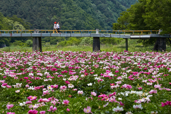 하순 동복에 조성된 대규모 작약단지 / © 김영만 기자