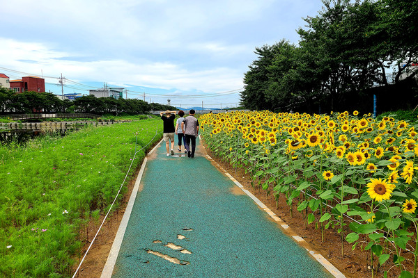 서산시 해미천변 산책로를 따라 1.5km 구간에 걸쳐 흐드러지게 핀 해바라기꽃이 지나는 이들의 발길을 붙잡고 있다./ⓒ서산시청