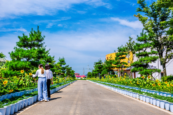 8일 충남 서산시 고북면 기포리에 위치한 국화황토공원에 해바라기가 만개한 가운데 이날 이곳 공원을 찾은 시민들이 해바라기를 감상하며 여름정취를 만끽하고 있다./ⓒ서산시청