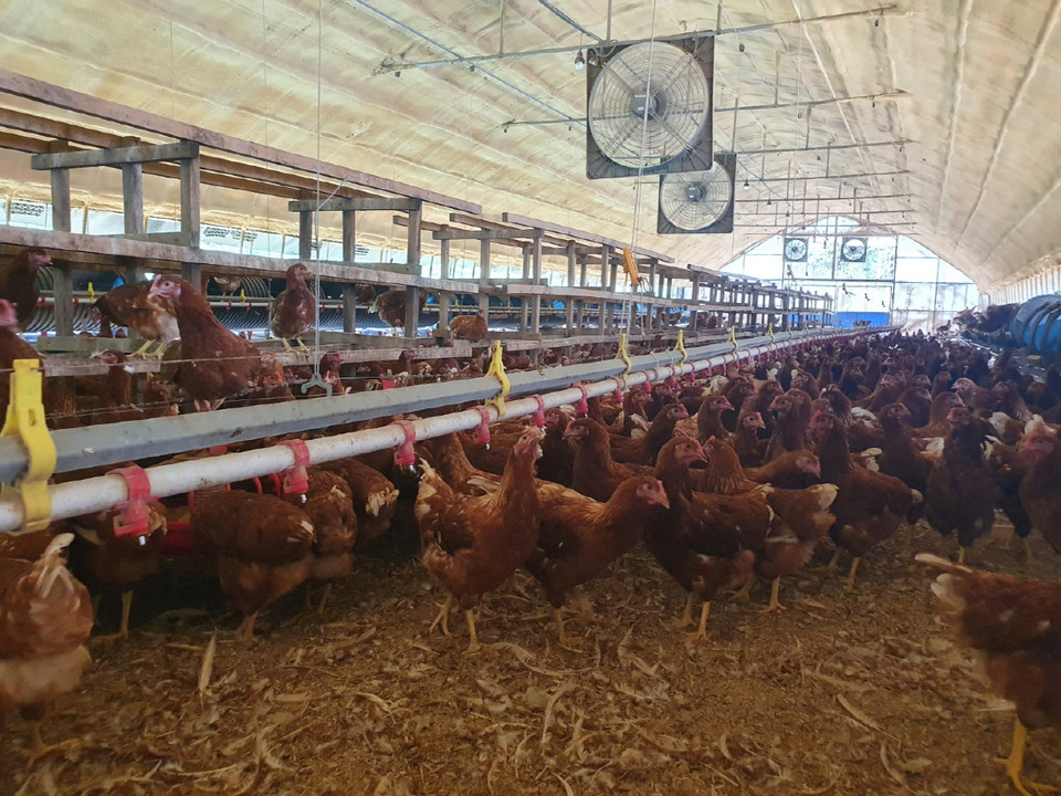 충남 공주시는 여름철 폭염이 강해짐에 따라 가축 피해 예방과 축산농가의 안전관리를 위한 현장 지원에 총력을 기울이고 있다./ⓒ공주시청