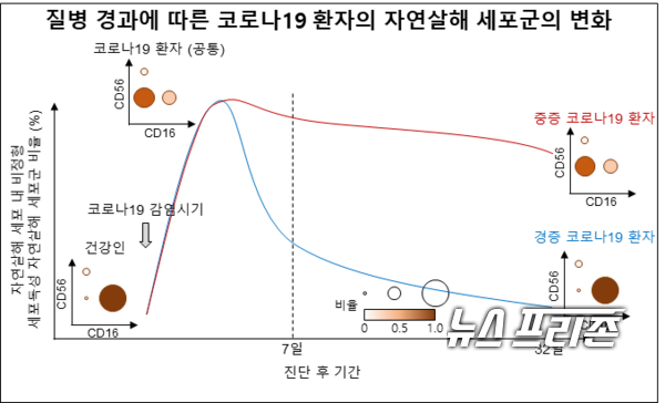 자연살해 세포의 기능 이상을 중증 코로나19 환자에서 처음으로 규명한 카이스트 신의철 교수팀 등 국내연구는 국제 저명 학술지인 알레르기 및 임상면역학 저널(The Journal of Allergy and Clinical Immunolgy)에 게재됐다./ⓒ알레르기및임상면역학 저널·카이스트 신의철 교수팀