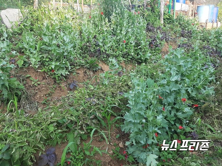 양귀비 재배 장면.Ⓒ보령해양경찰서