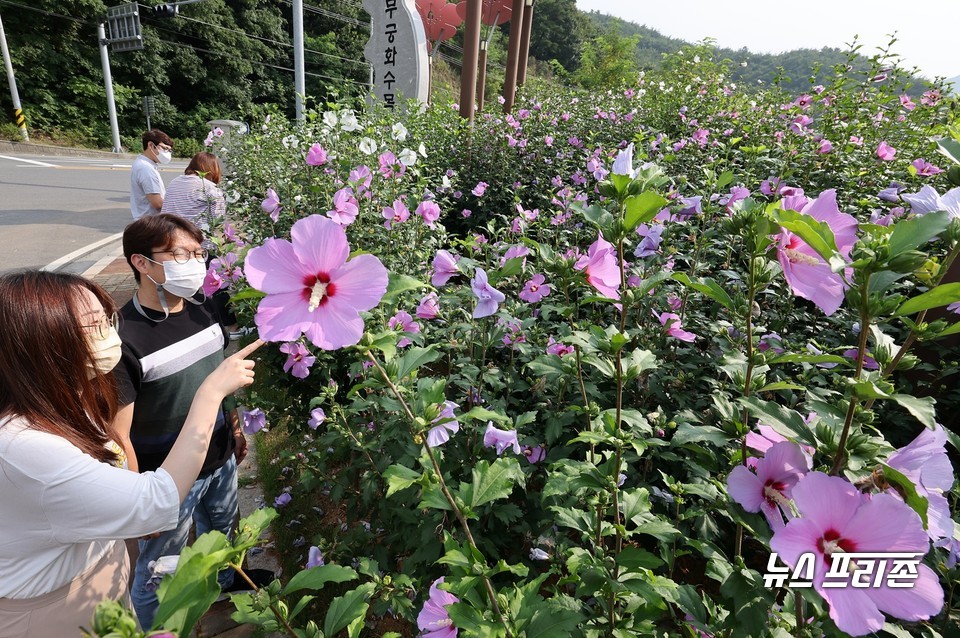 충남 보령시 성주면 성주산 자락에 조성된 무궁화수목원에 나라꽃 무궁화가 활짝 펴 관광객들로부터 눈길을 끌고 있다.Ⓒ보령시청