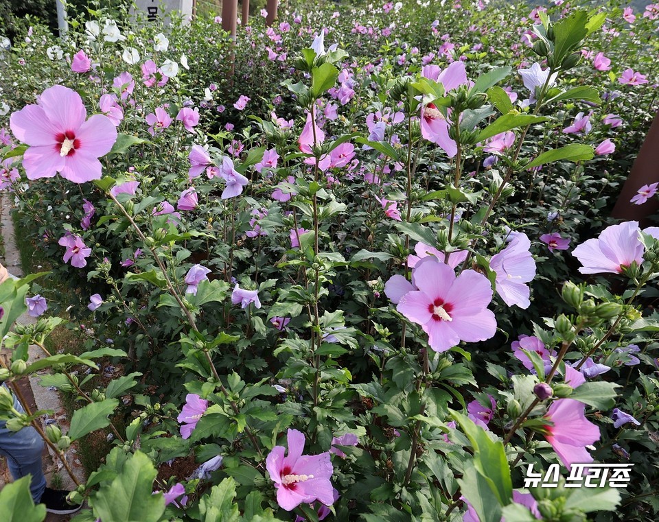 충남 보령시 성주면 성주산 자락에 조성된 무궁화수목원에 나라꽃 무궁화가 활짝 펴 관광객들로부터 눈길을 끌고 있다.Ⓒ보령시청