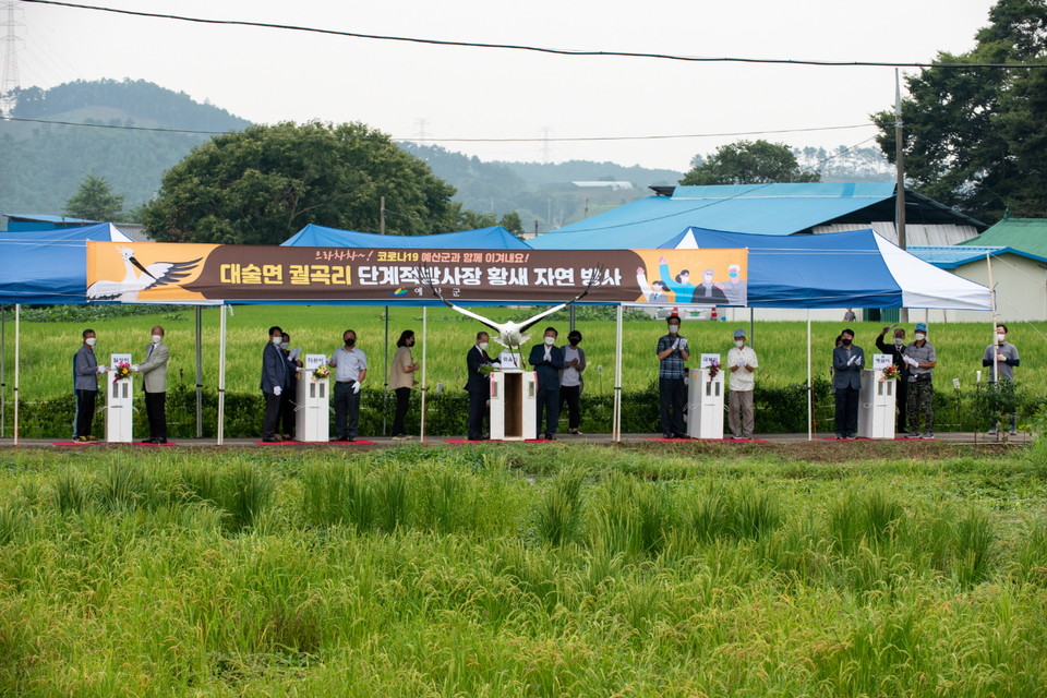 충남 예산군은 지난달 31일 대술면 궐곡리 단계적 방사장에서 올해 태어난 황새 유조 5마리를 자연으로 돌려보냈다./ⓒ예산군청