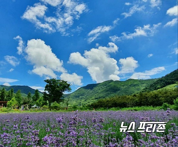 ‘농촌융복합산업 사업자 인증’을 받은 ‘라벤다윤앤필’의 라벤더 농장 전경 / © 김영만 기자