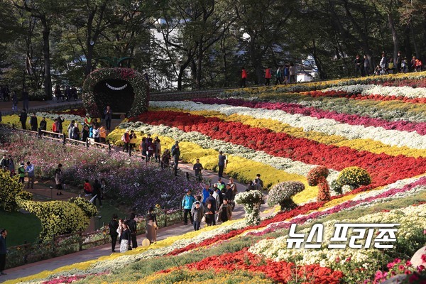 화순군 남산공원에 만개한 국화 / Ⓒ 김영만 기자