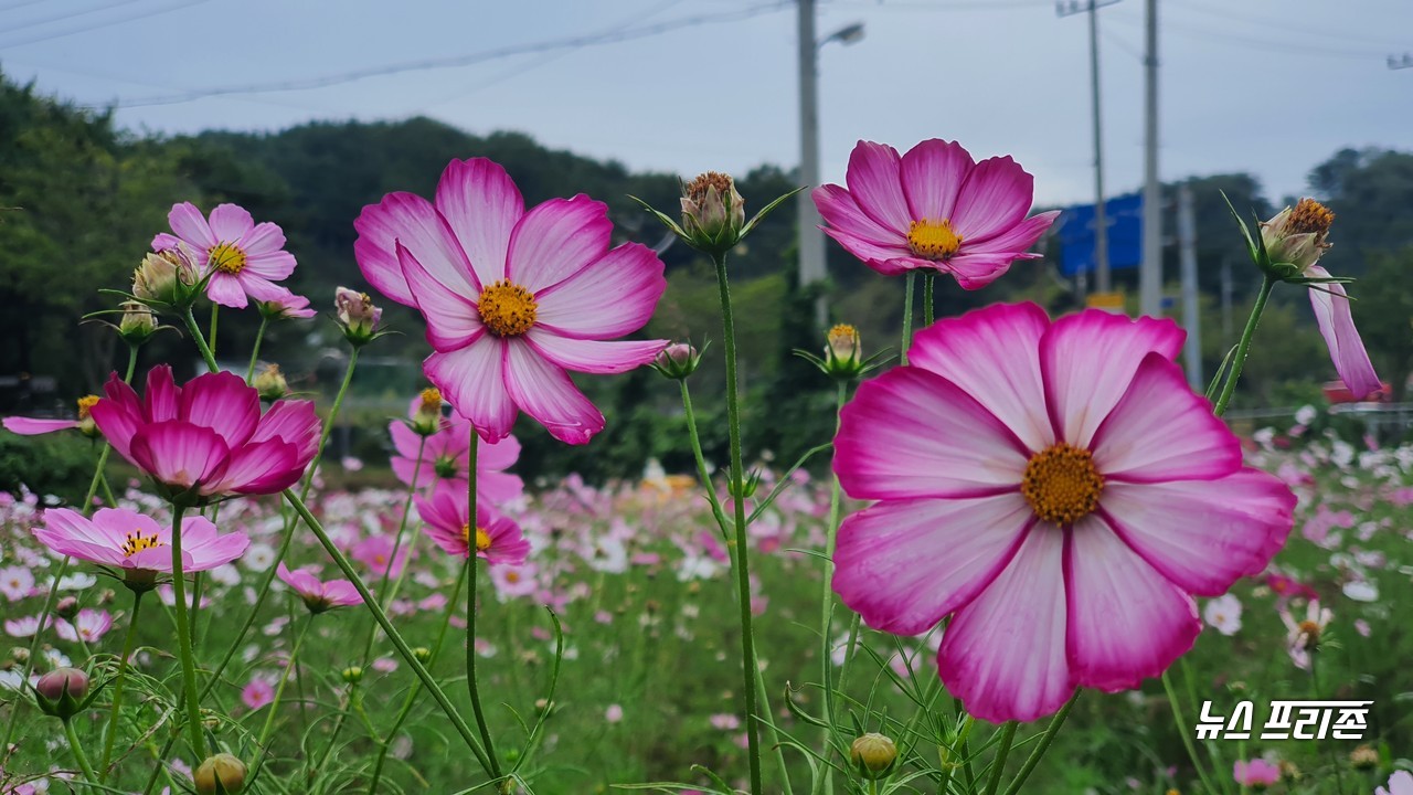 가을비가 내린 29일 오후 대전 대덕구 장동만남공원 꽃밭에 활짝 핀 코스모스가 바람에 한들한들 거리며 깊어가는 가을을 알리고 있다./ⓒ이현식 기자