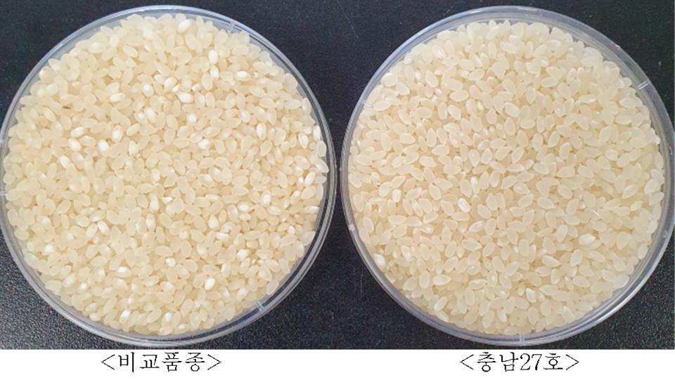품질이 우수한 극조생 벼 충남27호.(사진=충남도청)
