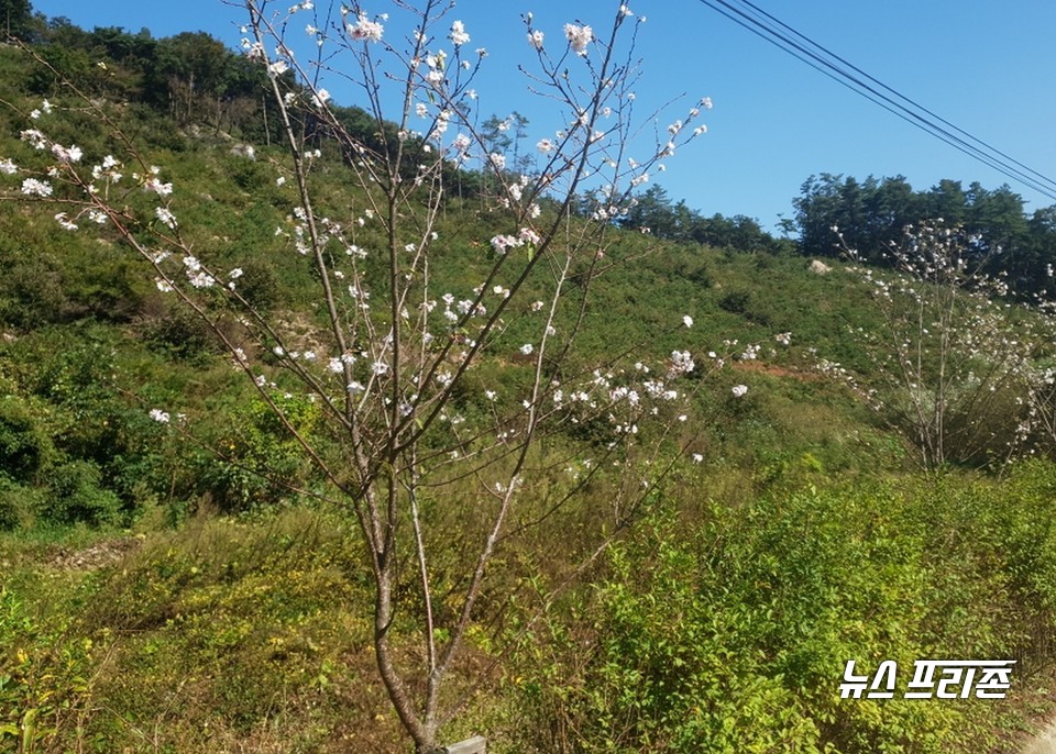 자료사진.(사진=청양군청)