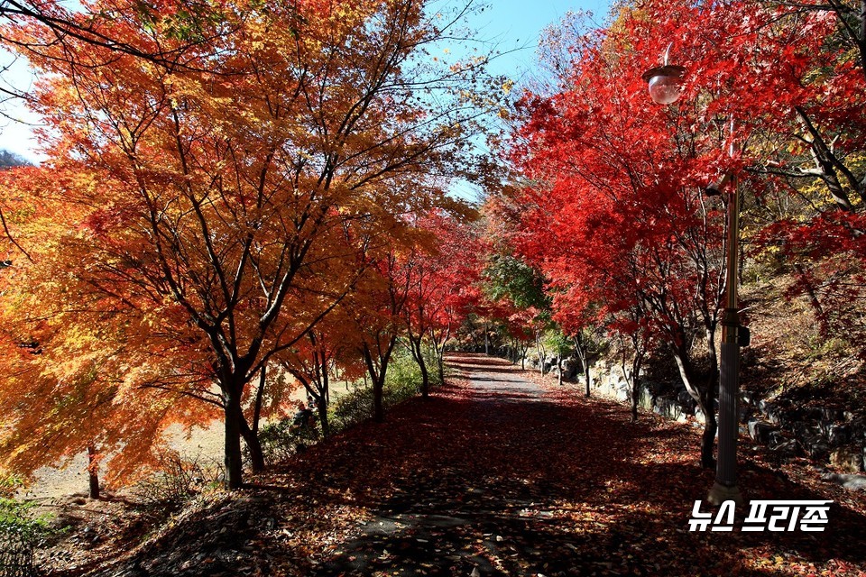 성주산 단풍.(사진=보령시청)