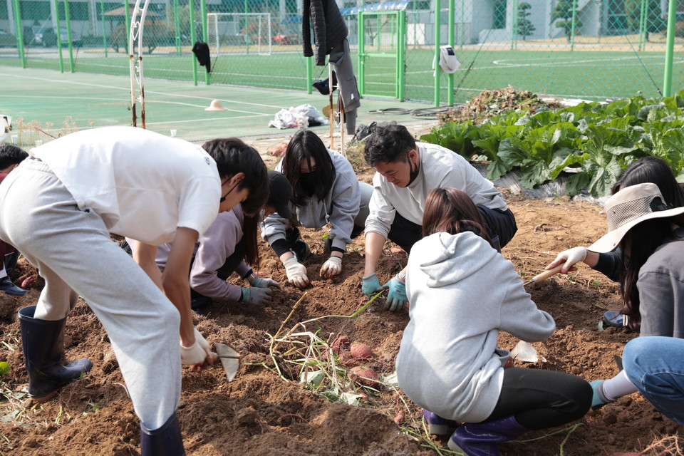 대전교육연수원 부설 대전 유일 공립형 대안교육기관인 '꿈나래교육원'은 21일 고구마 수확 나눔 행사를 개최했다.(사진=대전시교육청)