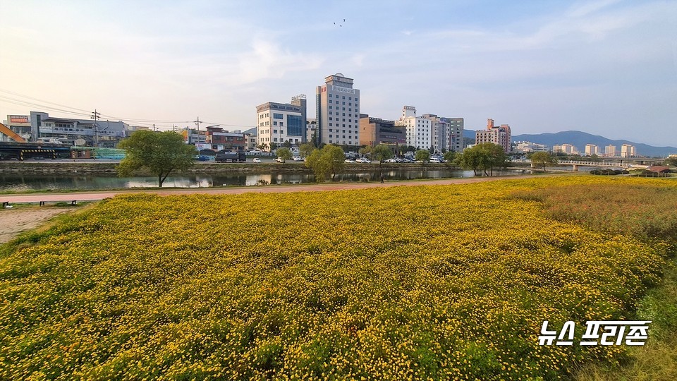 대천천변에 만개한 가을꽃.(사진=보령시청)