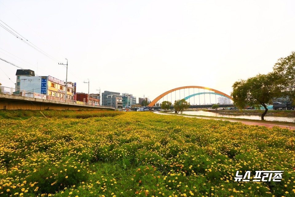 대천천변에 만개한 가을꽃.(사진=보령시청)