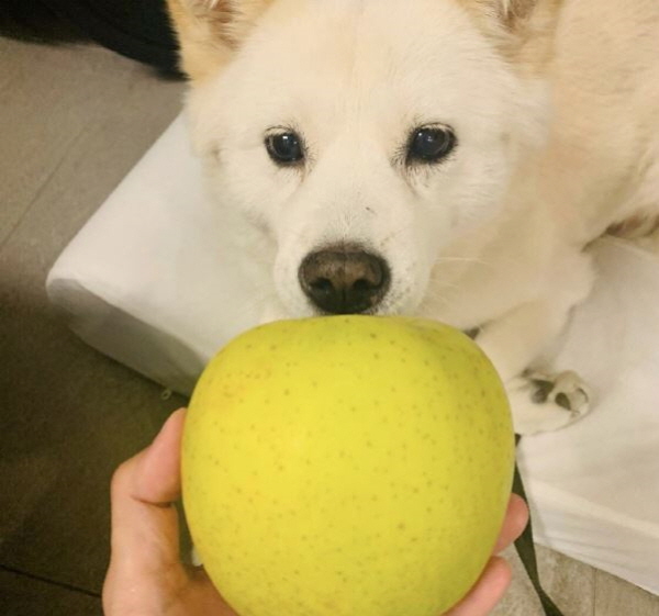 윤석열 전 총장은 '전두환 옹호' 파문에 사과(Apologize, 謝過)는 하지 않고 사과(Apple, 沙果) 사진을 올리며 '사과 여론'을 조롱하는 듯한 태도를 보였다. 특히 결정타로 자신의 반려견 '토리'에게 사과를 주는 사진을 올렸다. 사진=윤석열 전 총장 인스타그램