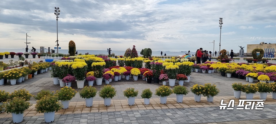 [보령=뉴스프리존]31일 보령시국화전시회가 열리고 있는 대천해수욕장 머드광장에 색색의 국화 꽃 1000여 점이 전시돼 시민들과 관광객들로부터 눈길을 끌고 있다.Ⓒ이진영 기자