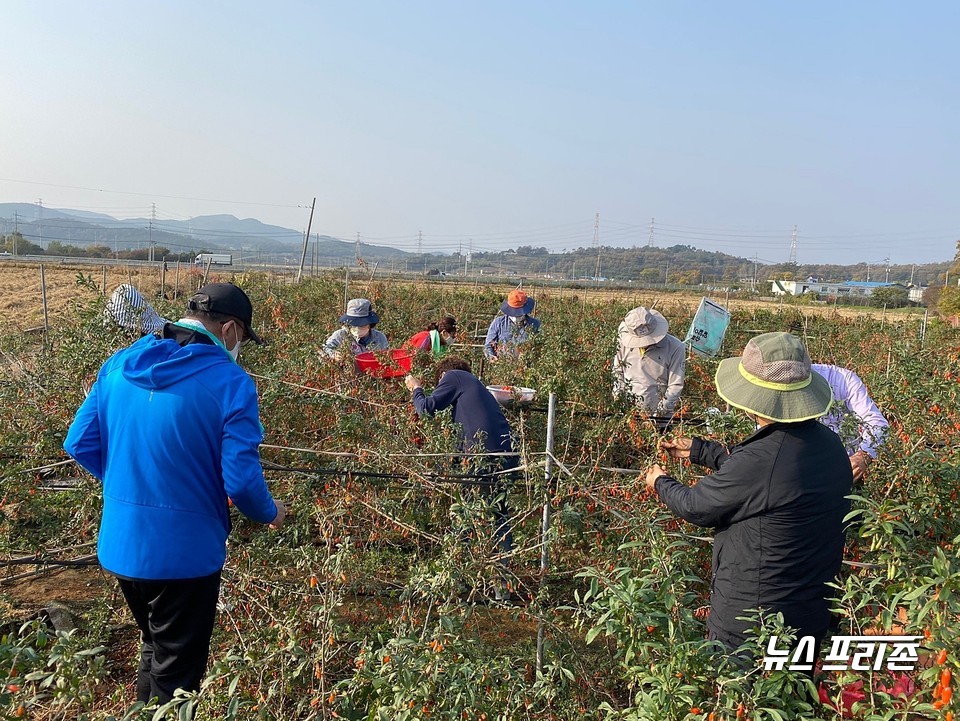 가을철 일손 돕기 장면.(사진=보령시청)