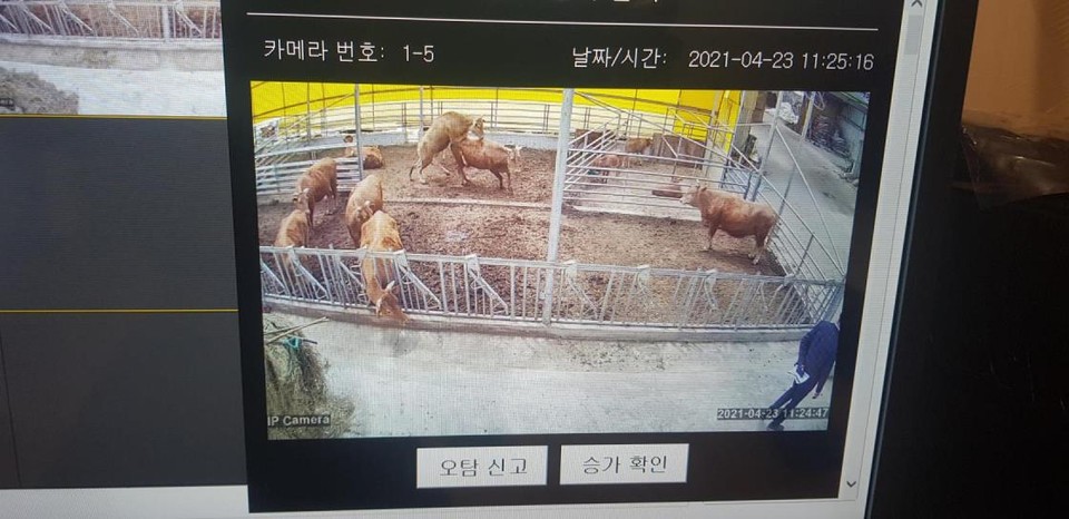 인공지능형 적외선 카메라 통한 한우 발정행동 탐지 화면(사진=천안시).