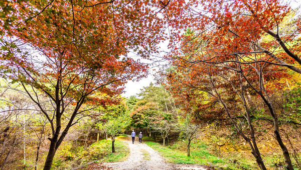 충남 서산시의 명산 팔봉산 가을 단풍이 절정에 달한 가운데 지난 8일 이곳을 찾은 등산객이 산책을 즐기고 있다.(사진=서산시청)