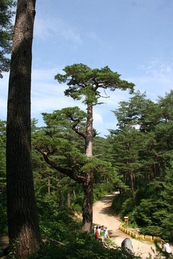 ​임업·산림 관계자도 내년부터 소득보조금 형식으로 공익 직불금을 받는다. 사진은 울진 금강소나무숲길의 500년 된 소나무. 산림청 제공​